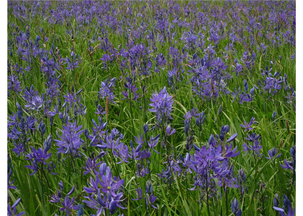 Camas in Bloom