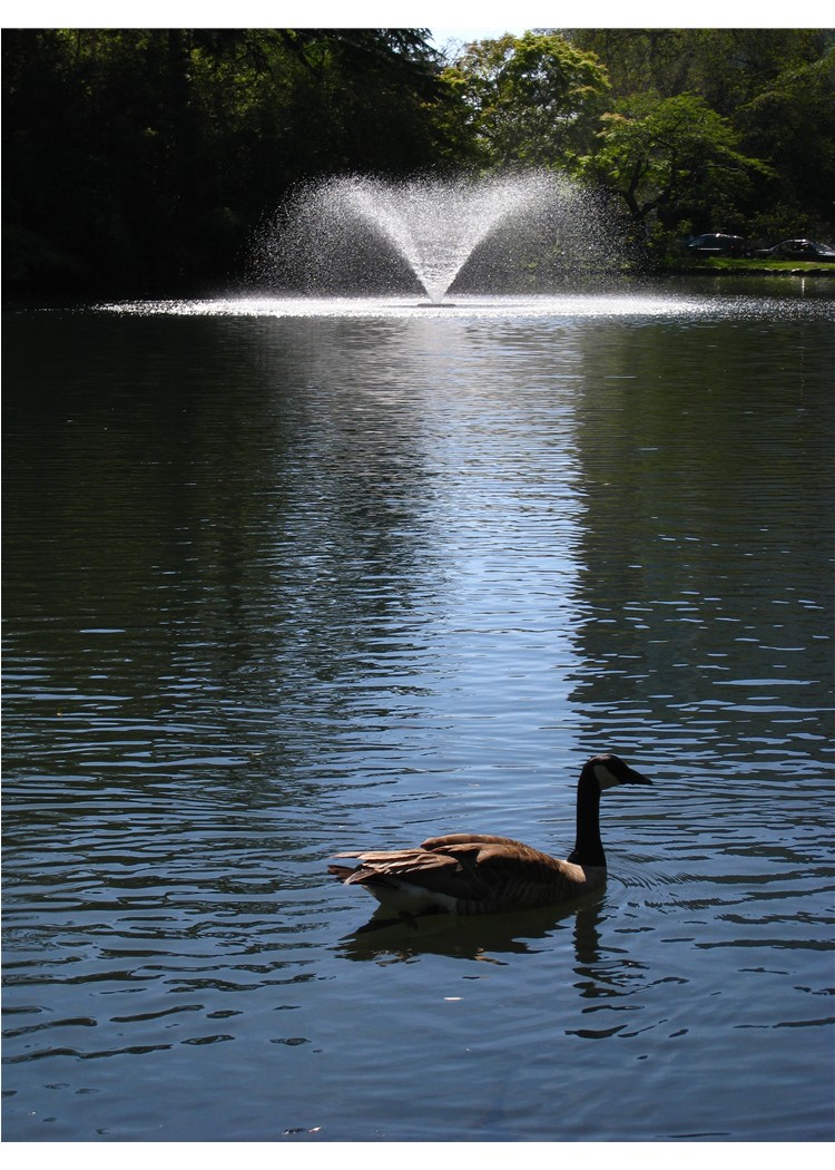 Canada Goose and Fountain