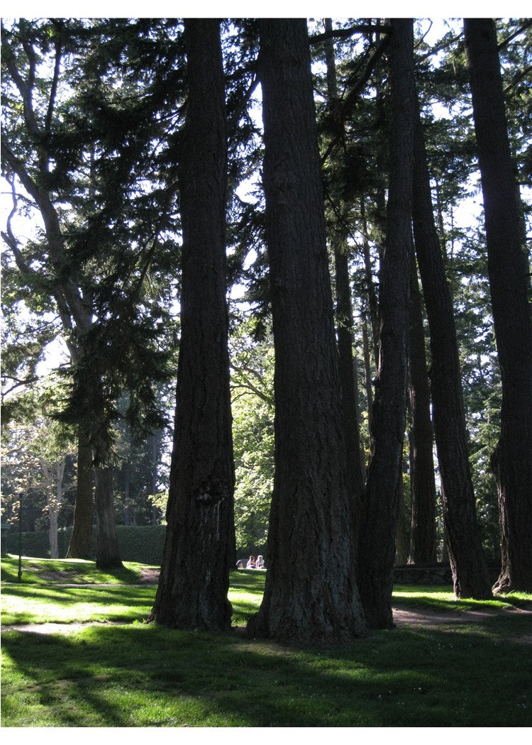 Beacon Hill Park Trees and Light